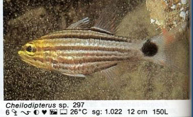 Cheilodipterus sp